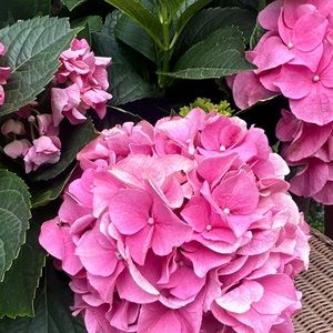 🌸🌸🌸 MOVING!!! Everything must gono reasonable offers refused! 🌸🌸🌸